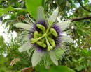 Passion Flower